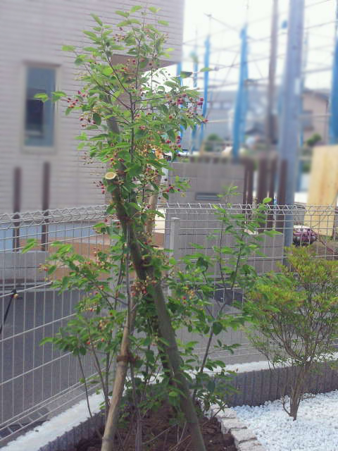 ぼかし有り_NEC_0178