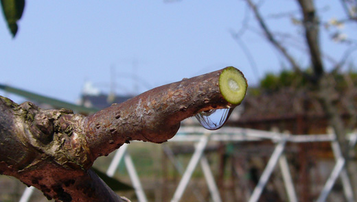 ぶどうの揚水