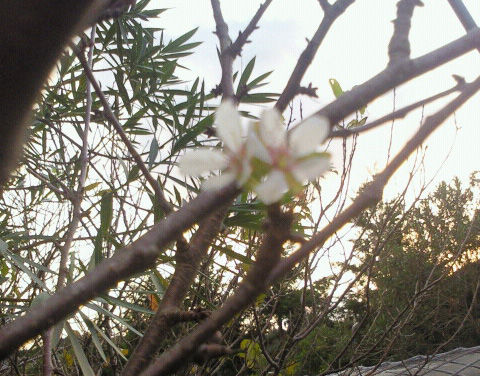 sakura