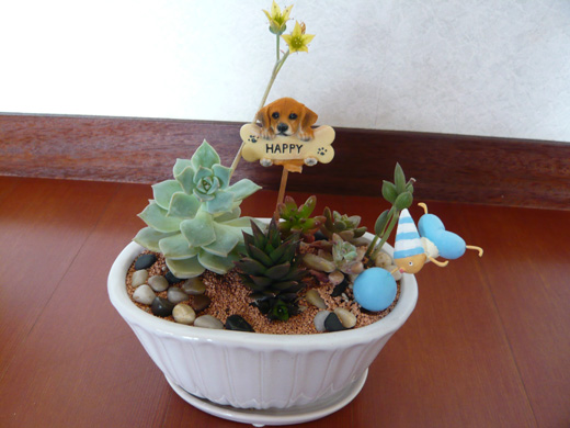 多肉植物の寄せ植え教室