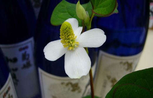 どくだみの花