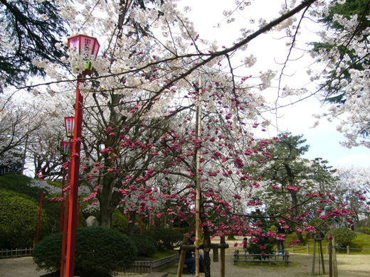 sakura6