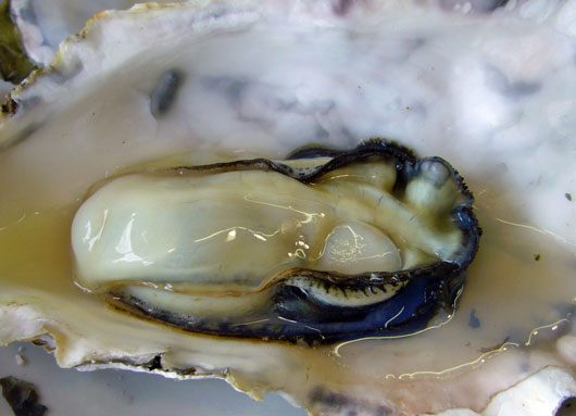 ǽ�о����沴�ڥ�������