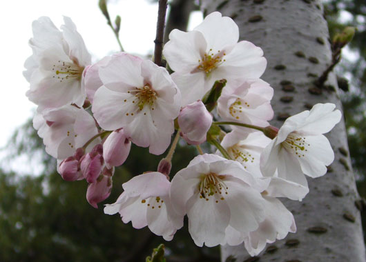 ���ļ�Ź�˺餤�Ƥ����