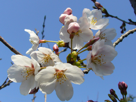 桜