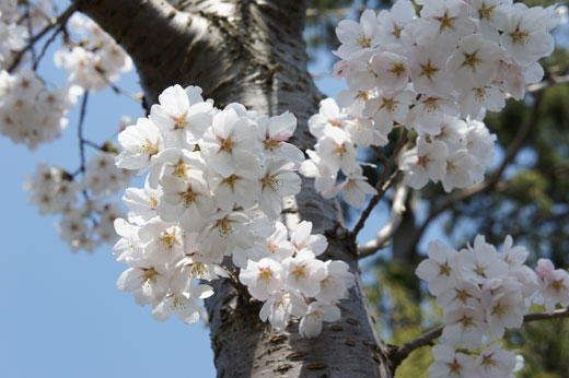 sakura2