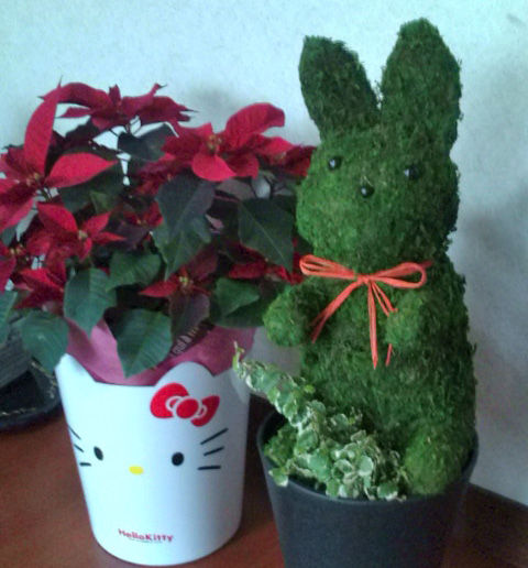 usagi