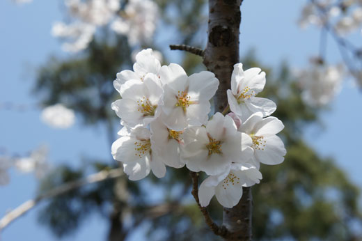 sakura