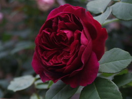 2012_0212バラ20120056