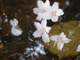 sakura