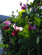 IMG_20180422_154153