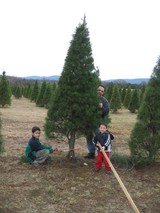 tree