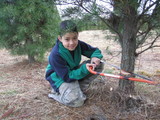 tree cut 2