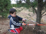 tree cut