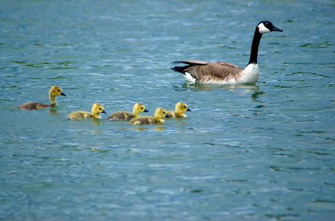 Baby Geese