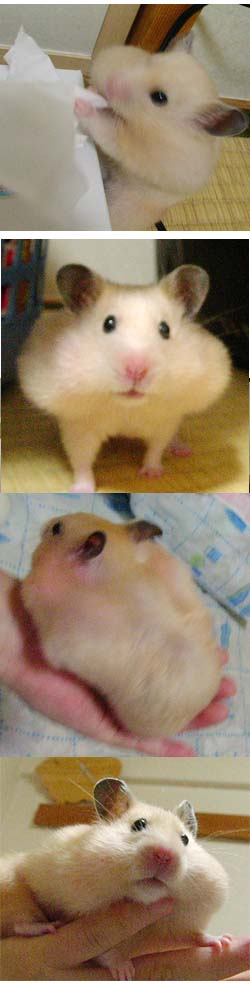 4枚つづり