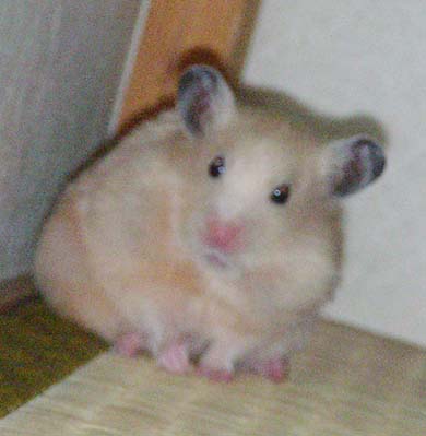 おっさん