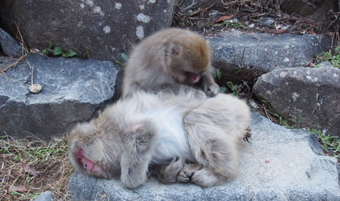 地獄谷野猿公苑 ゆむい
