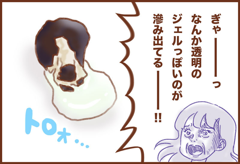 アサガオ栽培 ゆむい