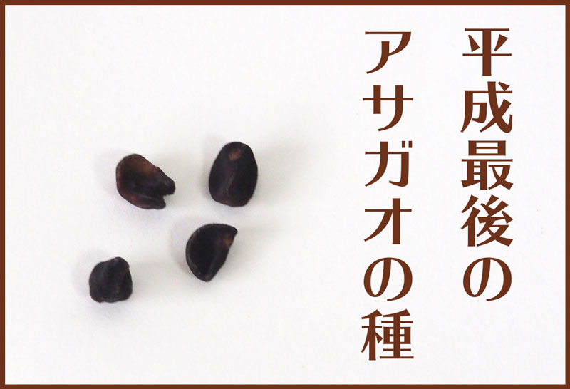 アサガオ栽培 ゆむい