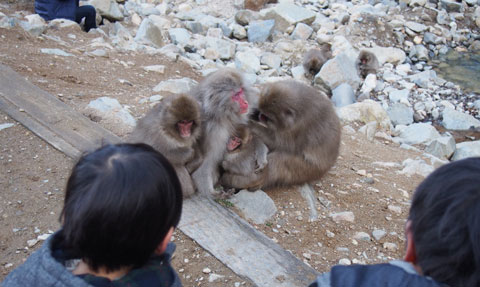地獄谷野猿公苑 ゆむい
