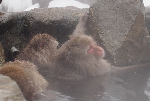 地獄谷野猿公苑 ゆむい