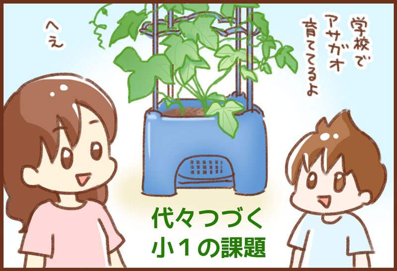 アサガオ栽培 ゆむい