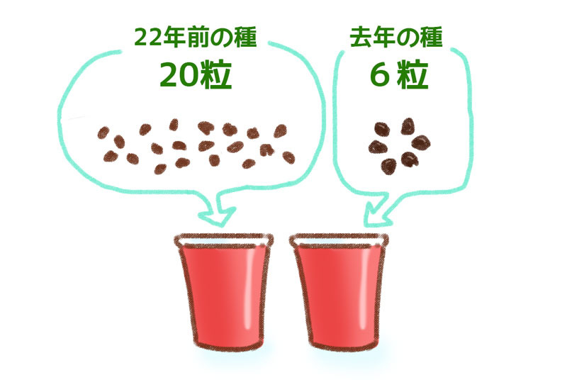 アサガオ栽培 ゆむい