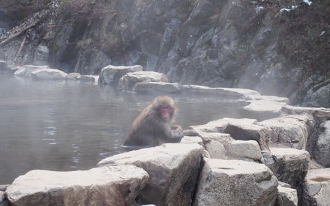地獄谷野猿公苑 ゆむい