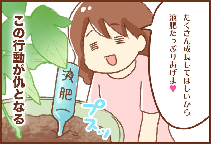アサガオ栽培 ゆむい