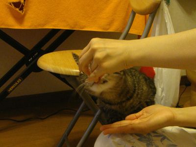 アメショな猫「ミミ」ちゃん