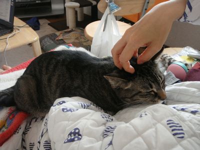 アメショな猫「ミミ」ちゃん
