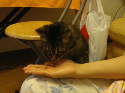アメショな猫「ミミ」ちゃん