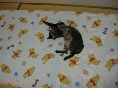アメショな猫「ミミ」ちゃん