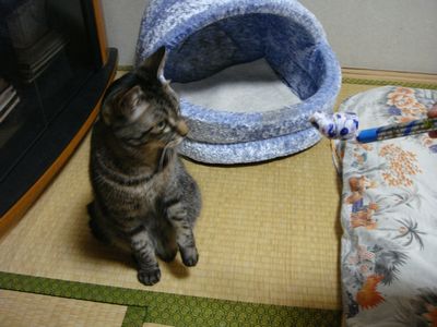 アメショな猫「ミミ」ちゃん