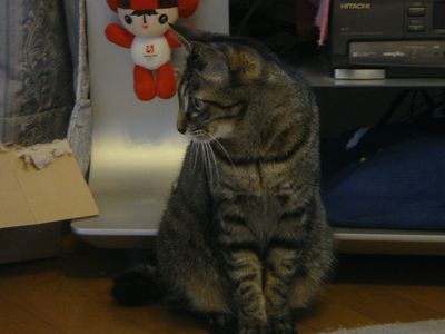 アメショな猫「ミミ」ちゃん