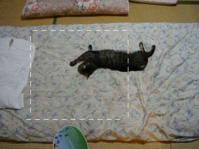 アメショな猫「ミミ」ちゃん