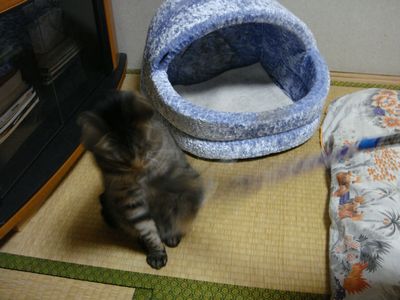 アメショな猫「ミミ」ちゃん