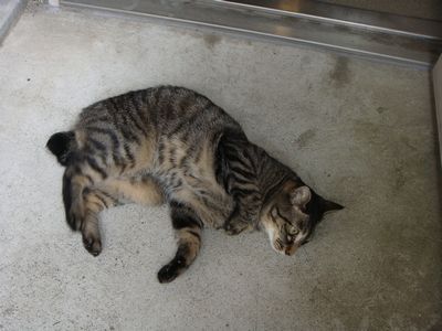 ついでにゴシゴシしてこっと(=^・^=)
