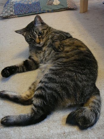 アメショな猫「ミミ」ちゃん