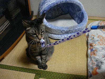 アメショな猫「ミミ」ちゃん