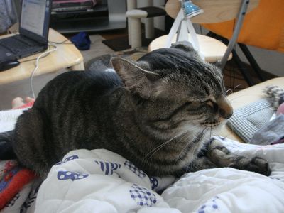 アメショな猫「ミミ」ちゃん