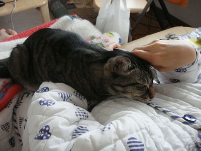 アメショな猫「ミミ」ちゃん