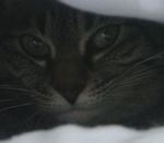 アメショな猫「ミミ」ちゃん