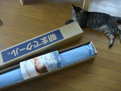 朝までクール