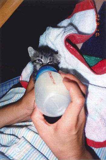 アメショな猫「ミミ」ちゃん