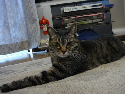 アメショな猫「ミミ」ちゃん