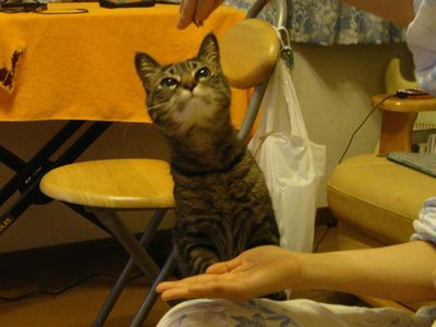 アメショな猫「ミミ」ちゃん