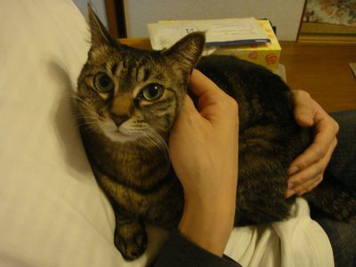 アメショな猫「ミミ」ちゃん