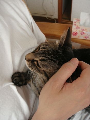 アメショな猫「ミミ」ちゃん
